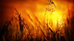 Sunset dawn crops golden