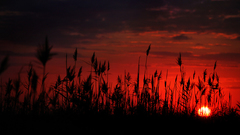 Sunset dawn red skyscapes