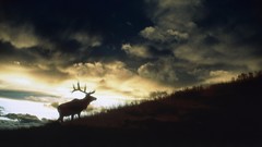 Sunset deer