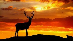 Sunset deer