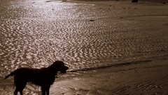 Sunset Dogs wet Beaches