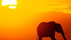 Sunset elephants