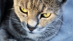 Sunset eyes cats Animals