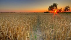 Sunset fields HDR Photography