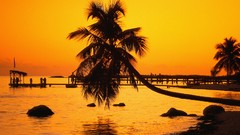 Sunset Florida palm trees