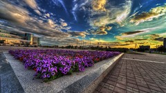 Sunset Flowers clouds urban cities skies HDR Photography