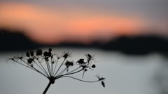 Sunset Flowers lakes