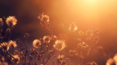 Sunset Flowers light