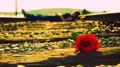 Sunset Flowers love woman roses sleeping railroad tracks