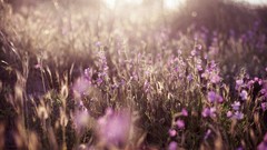 Sunset Flowers nature
