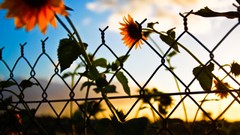 Sunset Flowers nature clouds Sunflowers fences artwork artistic
