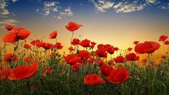 Sunset Flowers nature Poppies