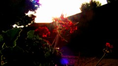 Sunset Flowers nature red Plants colors morocco skies