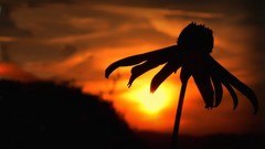 Sunset Flowers nature silhouettes