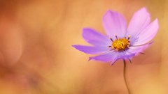 Sunset Flowers nature spring