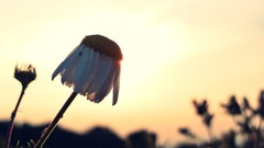 Sunset Flowers nature sun