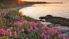 Sunset Flowers ocean vancouver British Columbia