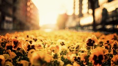 Sunset Flowers Poland sunlight pansies yellow flowers blurred 