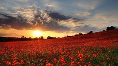 Sunset Flowers Poppies United Kingdom red flowers plains