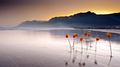 Sunset Flowers Sea nature water Mountains tulips