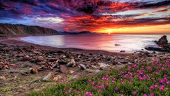 Sunset Flowers water clouds rocks skies scenic