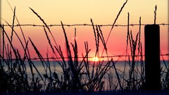 Sunset Flowers water clouds skies suns