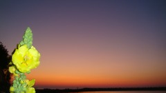 Sunset Flowers yellow flowers