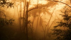 Sunset fog Trees forests HDR Photography