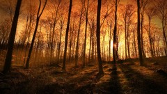 Sunset forests