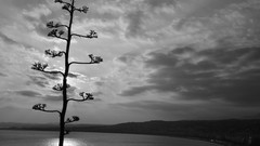 Sunset France monochrome promenade des anglais south east