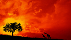 Sunset Giraffes