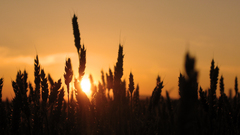 Sunset grain