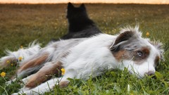Sunset grass Animals Dogs fields