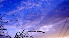Sunset grass clouds skies skyscapes