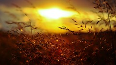 sunset grass golden hour nature summer