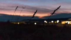 Sunset grass night blue red romania skies