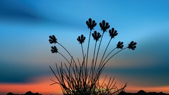Sunset grass silhouettes