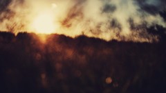 Sunset grass summer warm bokeh fields