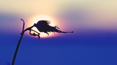 Sunset grass sun clouds Frozen skies