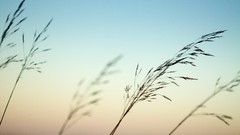 Sunset grass wind silhouettes