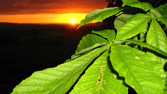 Sunset Green leaves nature