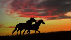 Sunset Horses