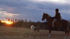 Sunset Horses Dogs fields ponies western