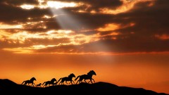 Sunset Horses silhouettes shadows