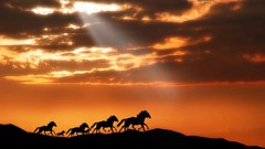 Sunset Horses skyscapes