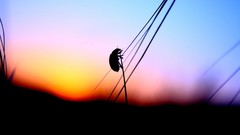 Sunset insects silhouettes blurred stalks ladybirds