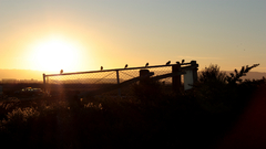 Sunset Landscapes Birds