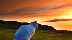 Sunset Landscapes cats