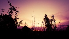 Sunset Landscapes forests