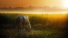 Sunset Landscapes Horses